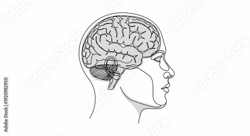 Profile of a human brain and head silhouette, highlighting the intricate structure of the cerebral cortex and cerebellum, illustrating neurological function