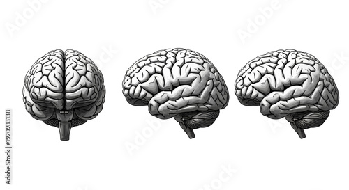 Three Views of the Human Brain Anterior, Lateral, and Superior Perspectives
