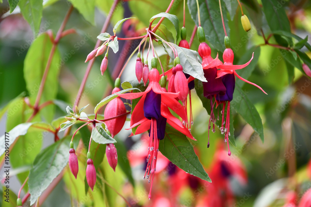Obraz premium フクシア「エンジェルス・イヤリング」 Fuchsia ‘Angels Earring’