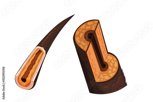 Human hair biology and dermatology educational anatomy graphic set.