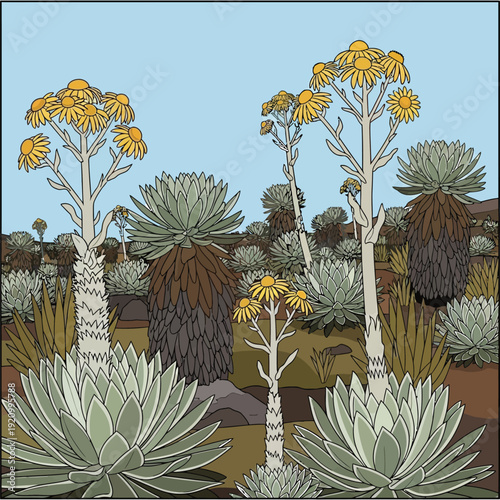 Andean páramo landscape with frailejones plants, unique high-altitude ecosystem