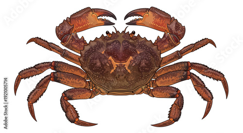 A detailed top-down view of a brown crab with large claws, isolated on a white background.