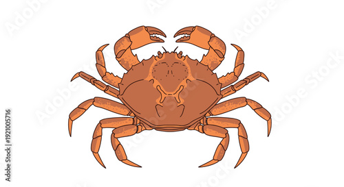 Detailed illustration of a brown crab with large claws on a white background.