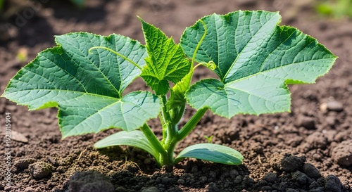 Close-up of a vibrant young cucumber plant with large green leaves and emerging roots in fertile garden soil.