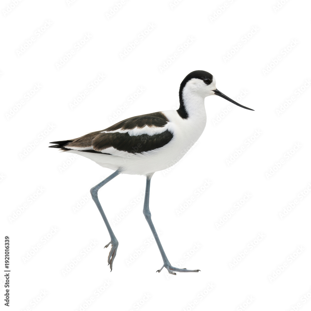Obraz premium magnificent pied avocet with pristine black and white plumage, long grey legs, and upturned bill, captured mid-stride on a transparent studio background for ornithological study atmosphere