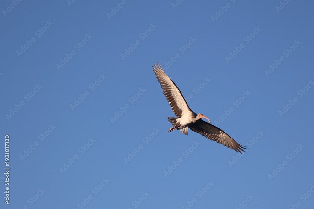 Fototapeta premium White-faced Ibis soaring across the expansive blue sky