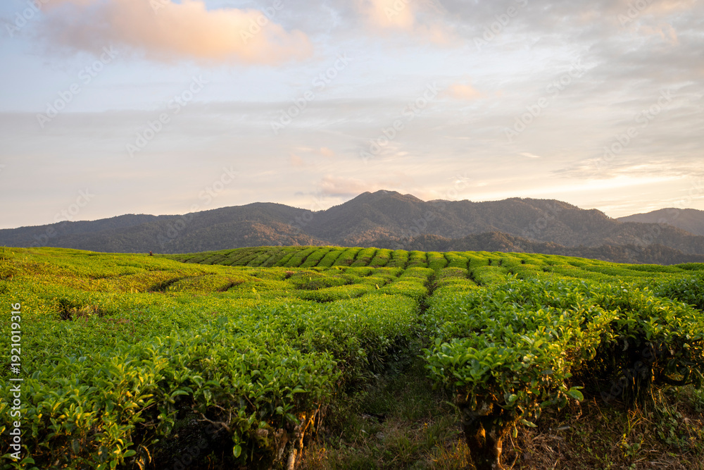 Naklejka premium Rolling Tea Hills