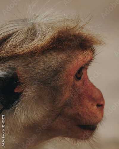 facial closeup of macaque monkey