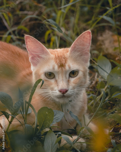 closeup of cat in the garden
