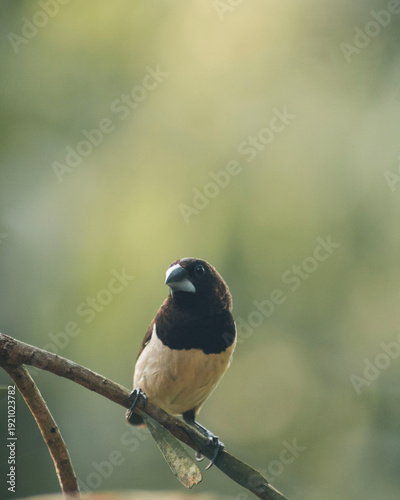 small bird alone on branch