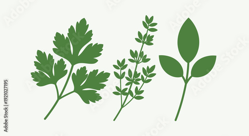 Parsley, Thyme, and Basil Leaves Illustration.