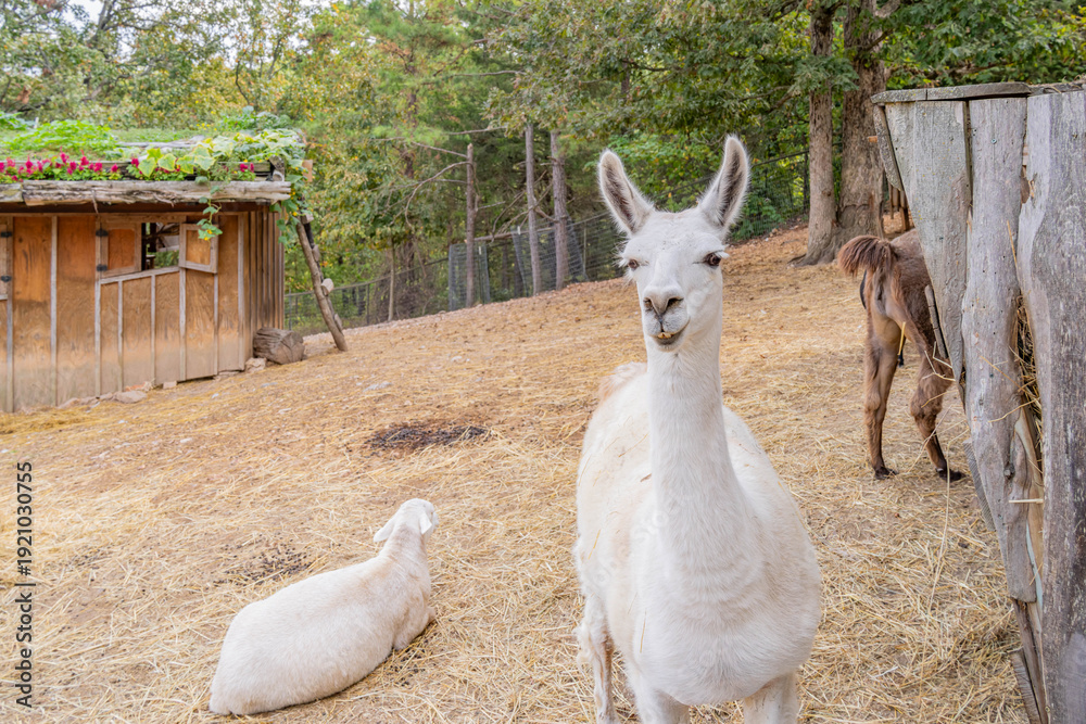 Obraz premium White alpaca stands alert in rustic farm enclosure.