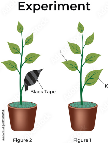 Plant Photosynthesis Experiment with Light Deprivation