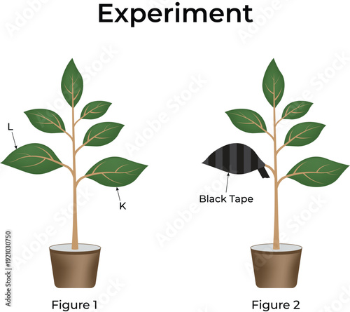Plant Photosynthesis Experiment Setup with Black Tape
