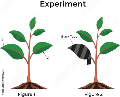 Plant Experiment Investigating Light's Effect on Leaves