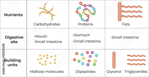 Macronutrient Digestion Sites and Building Units