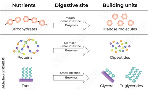 Macronutrient Digestion From Nutrients to Building Units