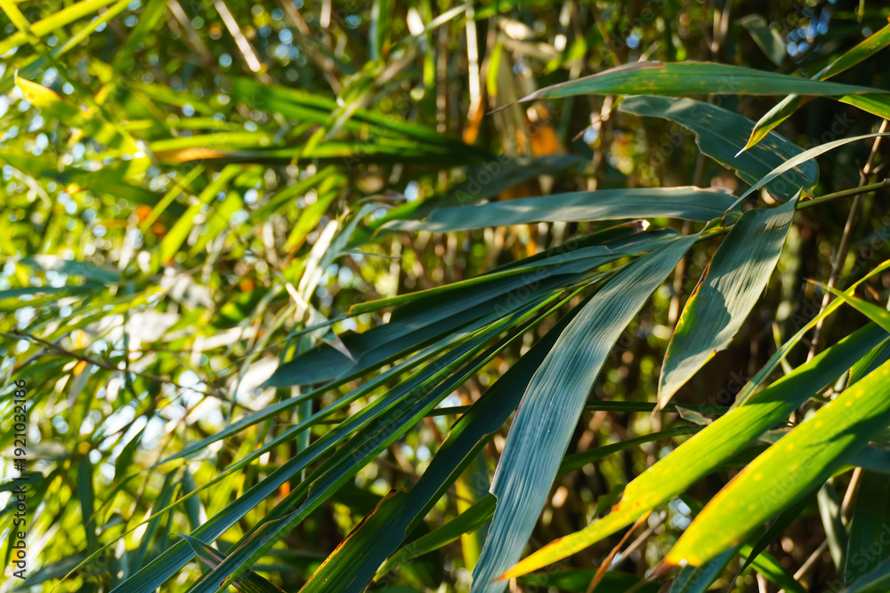 Fototapeta premium Natural bamboo leaves growing on the tree, captured in soft daylight to highlight their fresh green color and organic structure. This authentic botanical scene reflects growth, balance