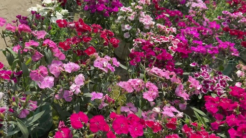 Wallpaper Mural Close Up of Colorful Dianthus Flowers Field in Spring Torontodigital.ca
