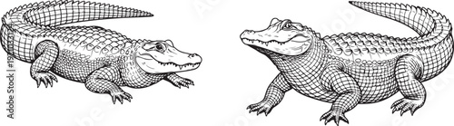 Detailed Alligator Illustration Vintage Engraved Style. Alligator illustration, vintage engraving style, black and white drawing of a predatory reptile, wetland swamp animal.
