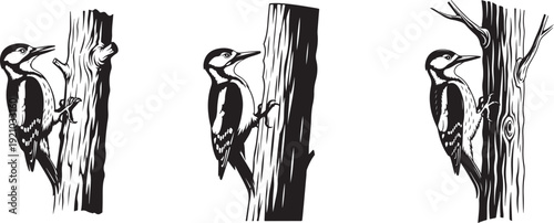 Woodpecker on Tree Trunk – Vintage Black and White Engraving Wildlife Illustration. Detailed Engraving of a Woodpecker Tapping a Tree Trunk