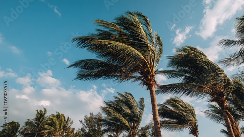 Windy Palm Trees with Bending Fronds Against a Blue Sky with White Clouds during a Sunny Day with Nature Power Concept