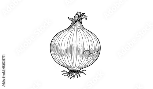Hand drawn onion ink sketch retro botanical vegetable vector illustration