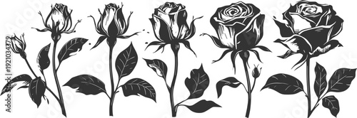 Flat vector illustration of roses blooming stages, flower growth cycle, botanical silhouette artwork, floral nature design, plant transformation