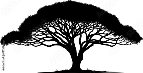 African acacia tree silhouette with a flat top and spreading branches