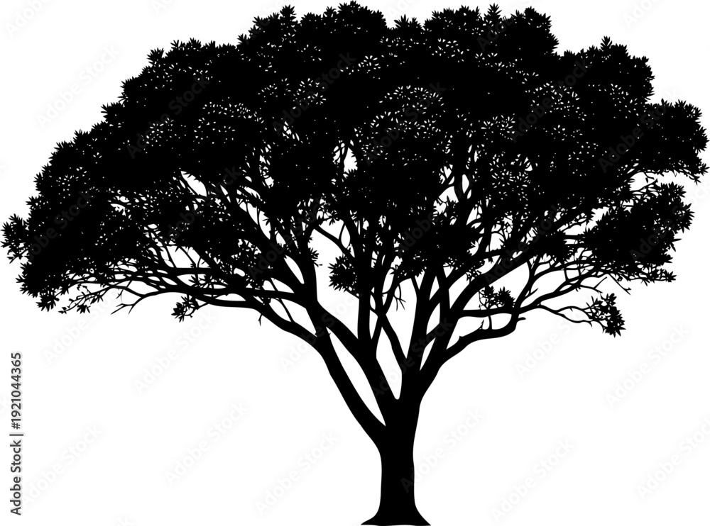 Obraz premium Broad canopy deciduous tree silhouette with intricate branch structure
