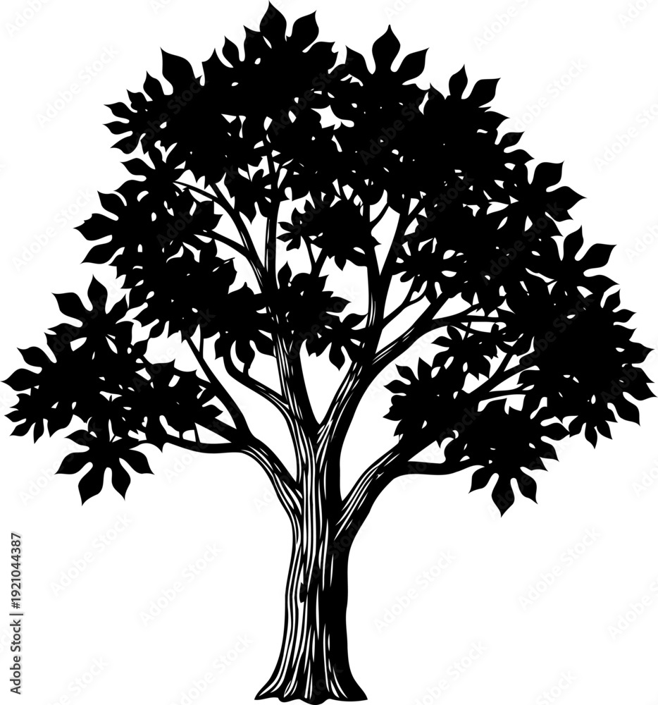 Obraz premium Broadleaf tree figure with a wide leafy canopy