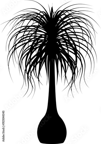 Beaucarnea recurvata ponytail palm tree silhouette with thin leaves
