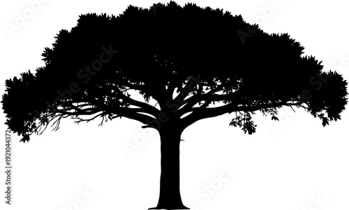 Broad canopy acacia tree silhouette typical of the african savanna