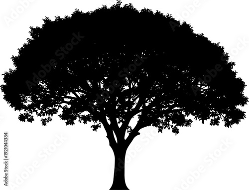 Broad canopy shade tree silhouette with wide spreading branches