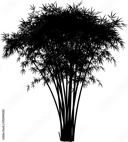 Broad bamboo plant silhouette with many thin leaves and branches