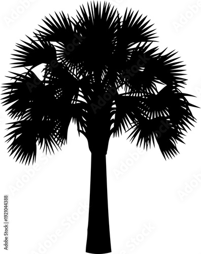 Broad fan palm silhouette with sprawling leaves