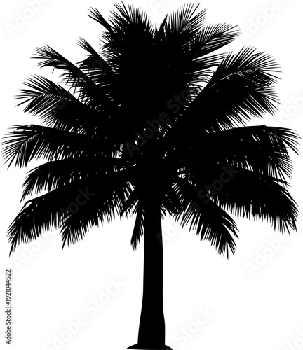 Coconut palm tree silhouette standing tall in tropical climate