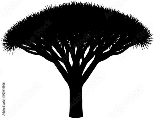 Dragon blood tree silhouette with umbrella shaped canopy