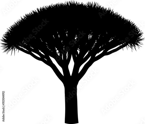 Dragon blood tree silhouette branching in arid desert