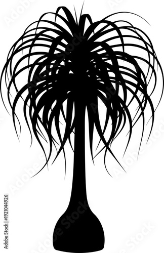 Exotic ponytail palm silhouette with long arching leaves