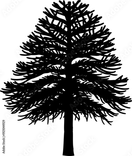 Evergreen pine tree silhouette with dense needles