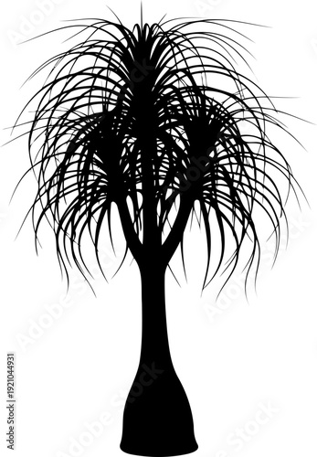 Exotic ponytail palm tree silhouette with thin drooping foliage