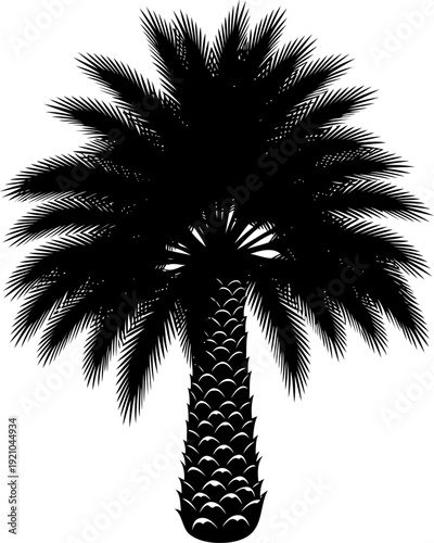 Fan palm silhouette growing in coastal landscape