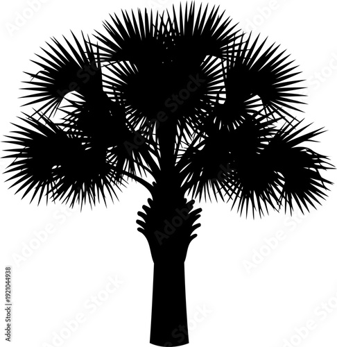 Fan palm tree silhouette showing wide fronds and textured trunk