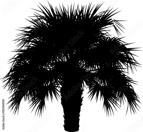 Fan palm tree silhouette with sharp pointed fronds