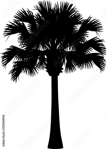 Fan palm tree silhouette standing tall