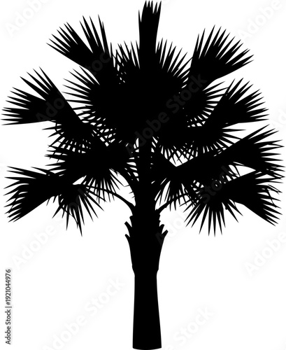Fan palm tree silhouette with sharp pointed leaves