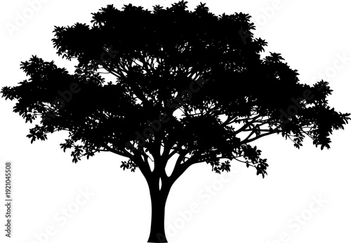Large spreading tree silhouette with a wide canopy and intricate branch structure