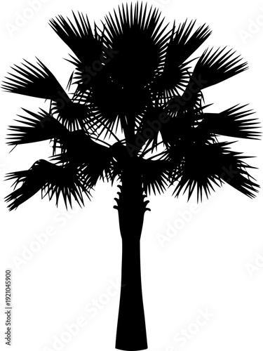 Palmetto tree silhouette swaying in tropical breeze