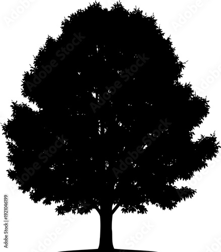 Rounded deciduous tree silhouette with a thick leafy canopy